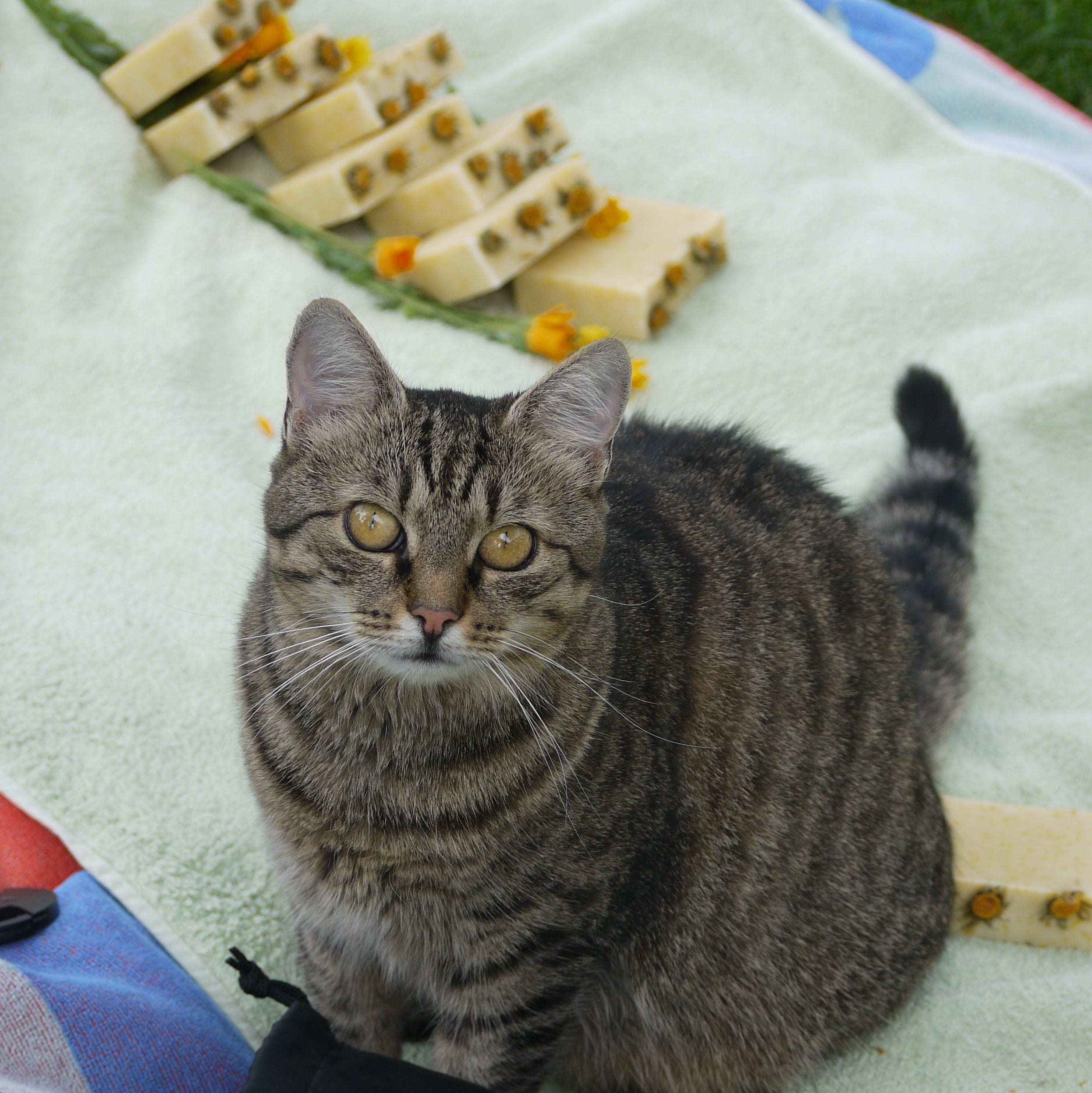 Akcia "Ponio pre NICH" 2.