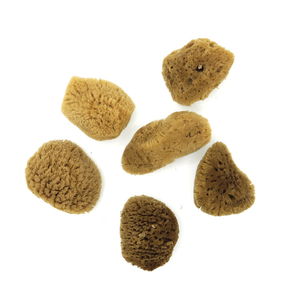 Morská špongia na pleť