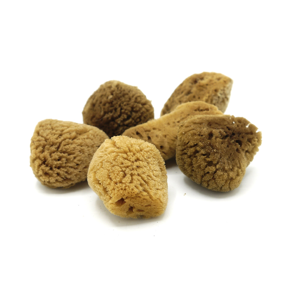 Morská špongia na pleť