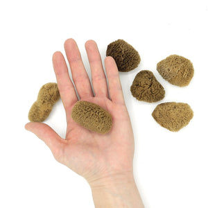 Morská špongia na pleť