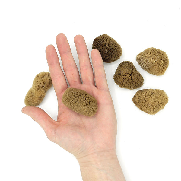 Morská špongia na pleť